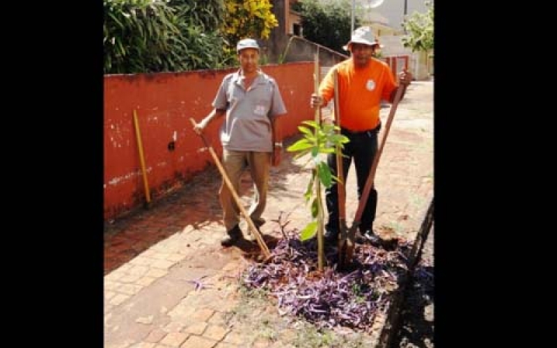 Administração dá continuidade ao plantio de árvores no município