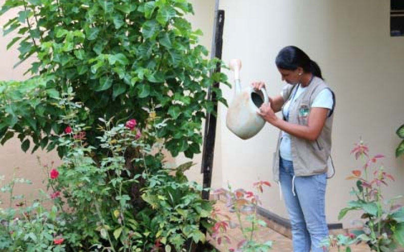 Ibiporã está em alerta contra a dengue