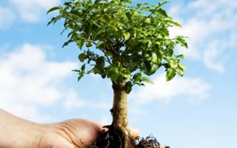 Secretaria de Agricultura e Meio Ambiente faz substituição de árvores em Ibiporã