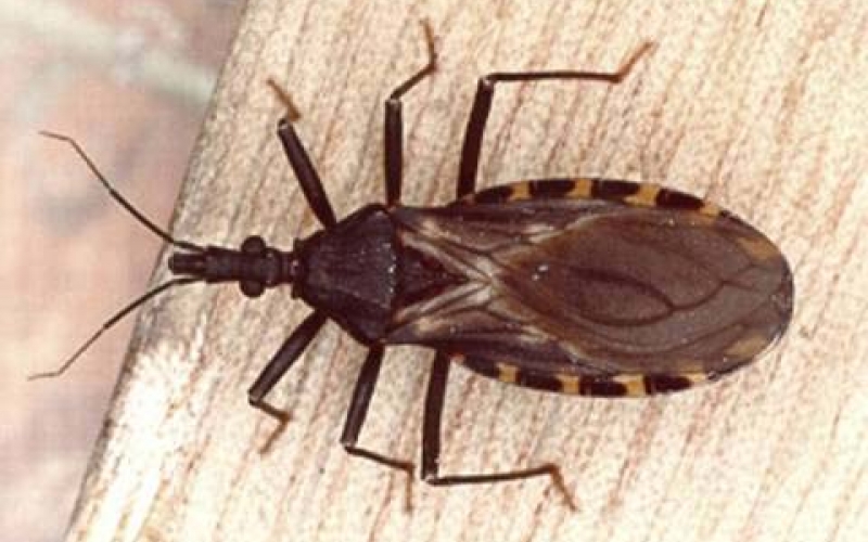 Vigilância Sanitária lança campanha de prevenção à doença de Chagas