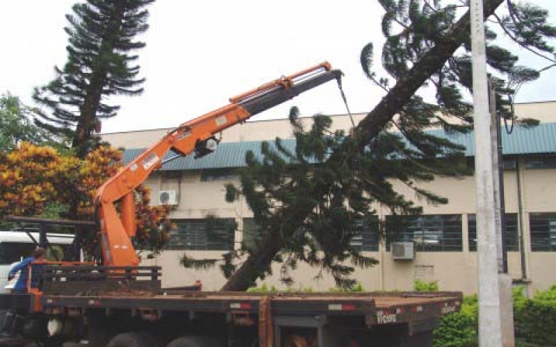 Por medida de segurança, Prefeitura corta pinheiros