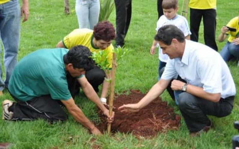 Arborização Urbana: cuidados com o plantio e manutenção garantem árvores sadias