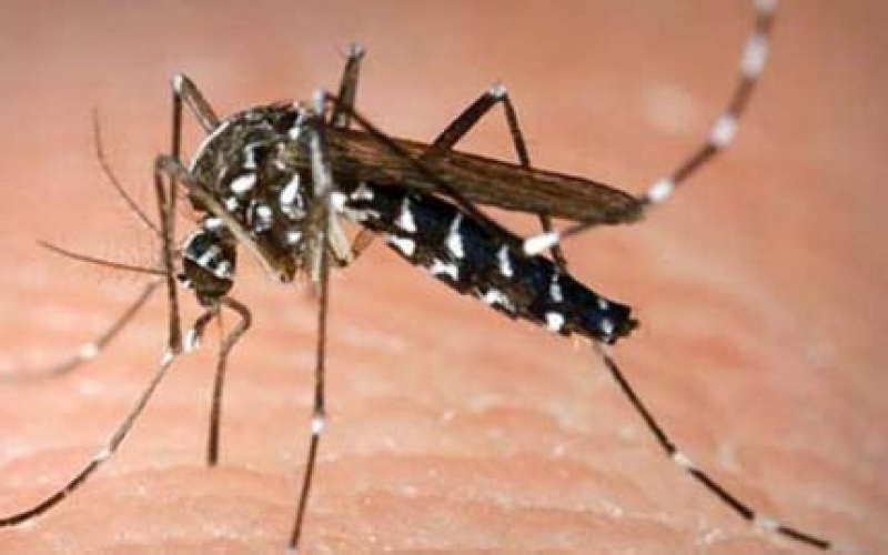 Divulgado levantamento sobre infestação de Aedes Aegypti em Ibiporã