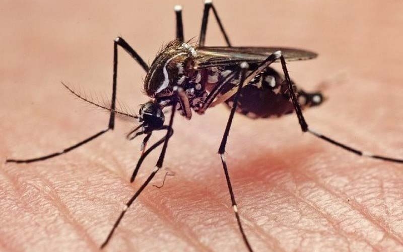 População deve intensificar combate à dengue