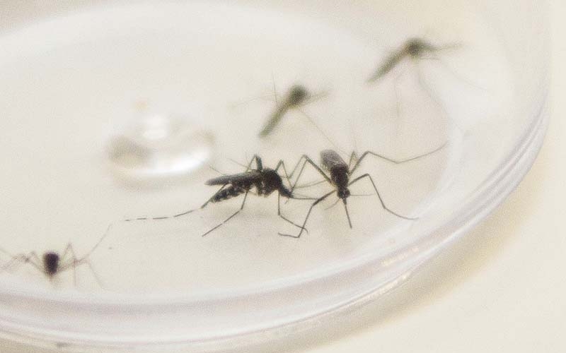Dengue: aproveite a quarentena para vistoriar o quintal!